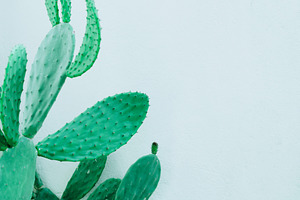 Prickly pear plant.