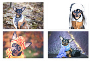15 Dog Styled Photos, an Animal Photo by WildStrawberry Magic (Thumbnail 3 of 11)