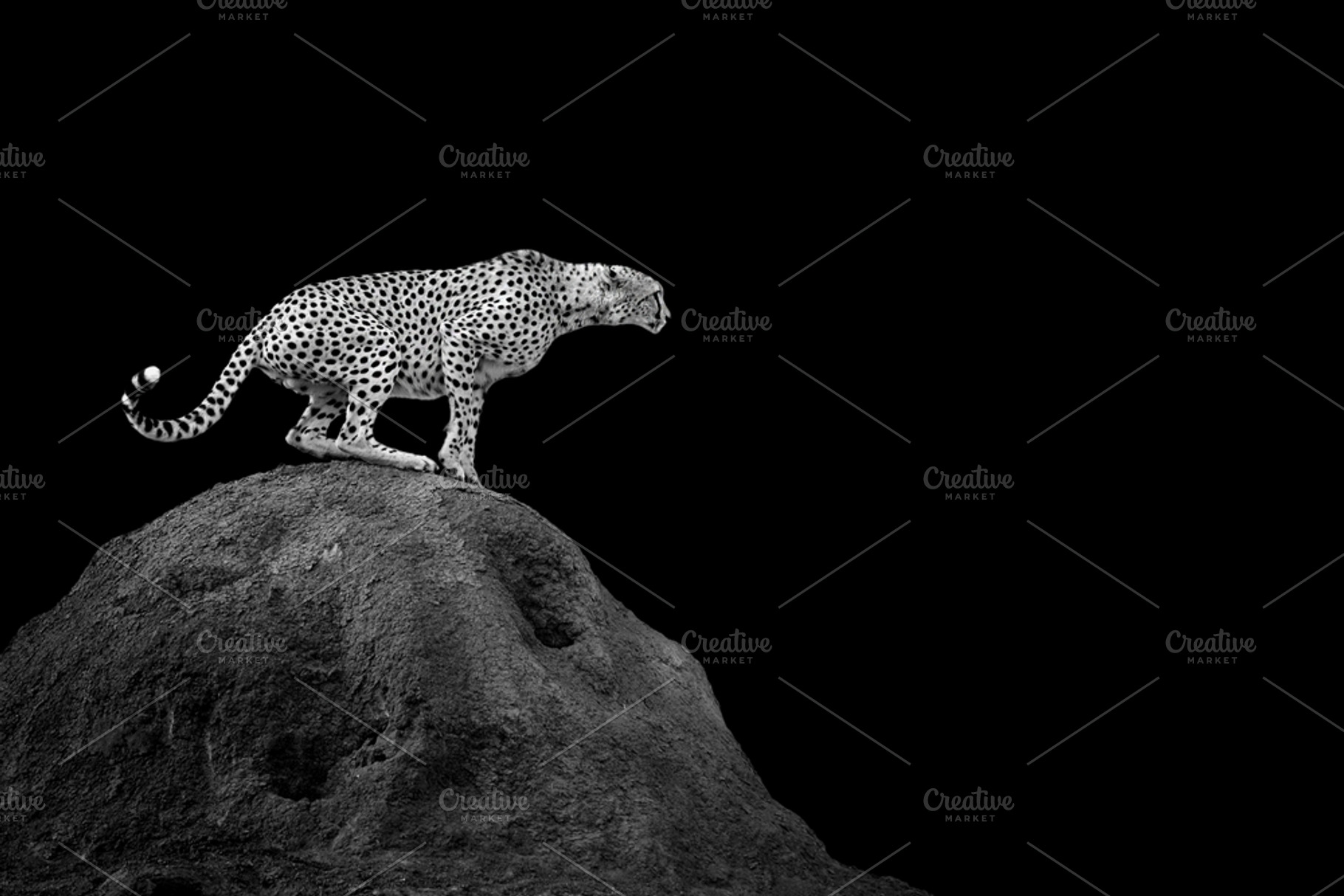Cheetah on dark background stock photo containing cheetah and animal, an Animal Photo by Byrdyak