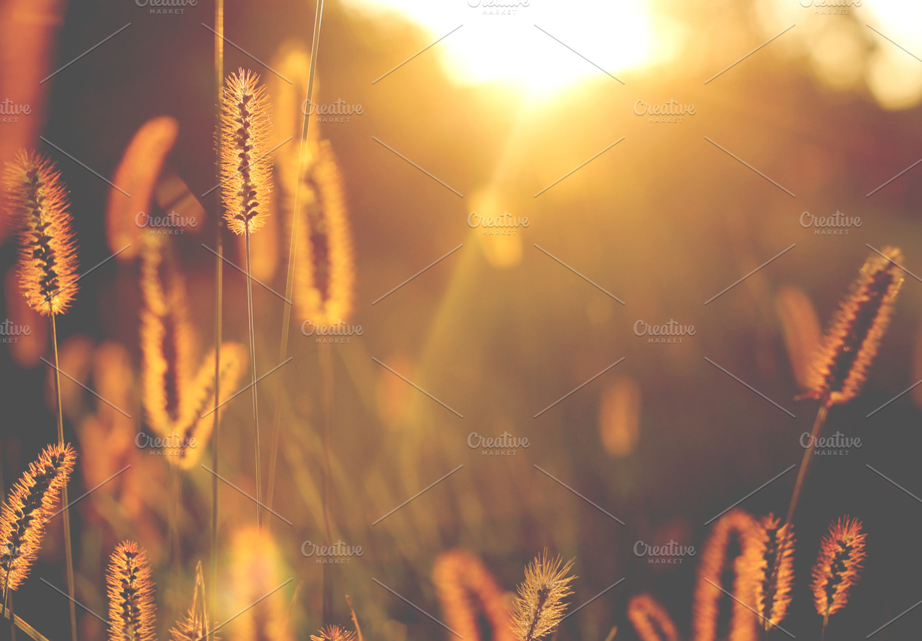 Sunkissed Containing Plants Nature And Outdoors