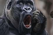 236 surprised animals, an Animal Photo by Handmadefont (Thumbnail 68 of 241)