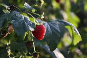 Garden Still Life Photos ETARA, a Nature Photo by ETARA by Mea Hau (Thumbnail 7 of 8)
