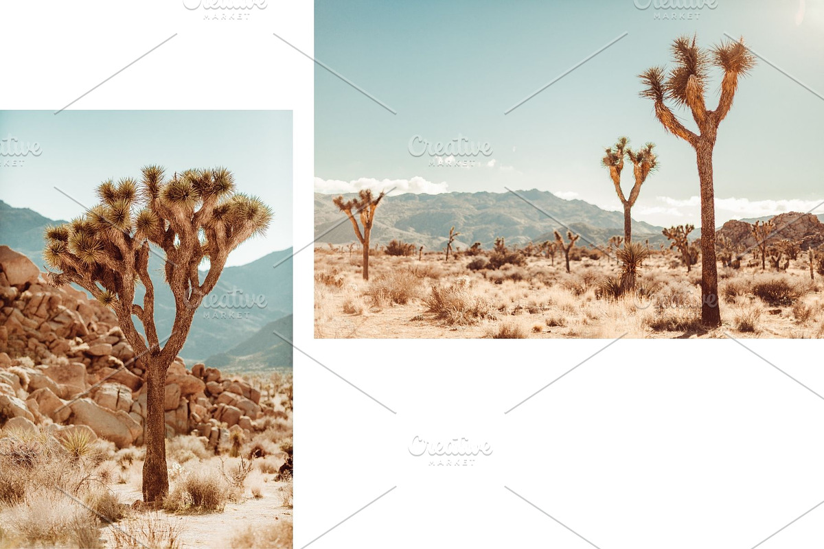Joshua Tree Desert Wall Art, a Background Photo by Munopia (Photo 8 of 10)