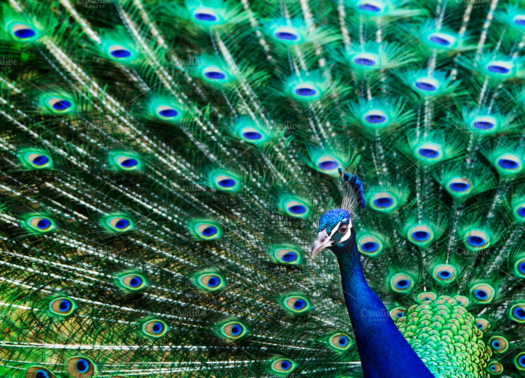 Peacock Animal Portrait, an Animal Photo by kristiangallagher