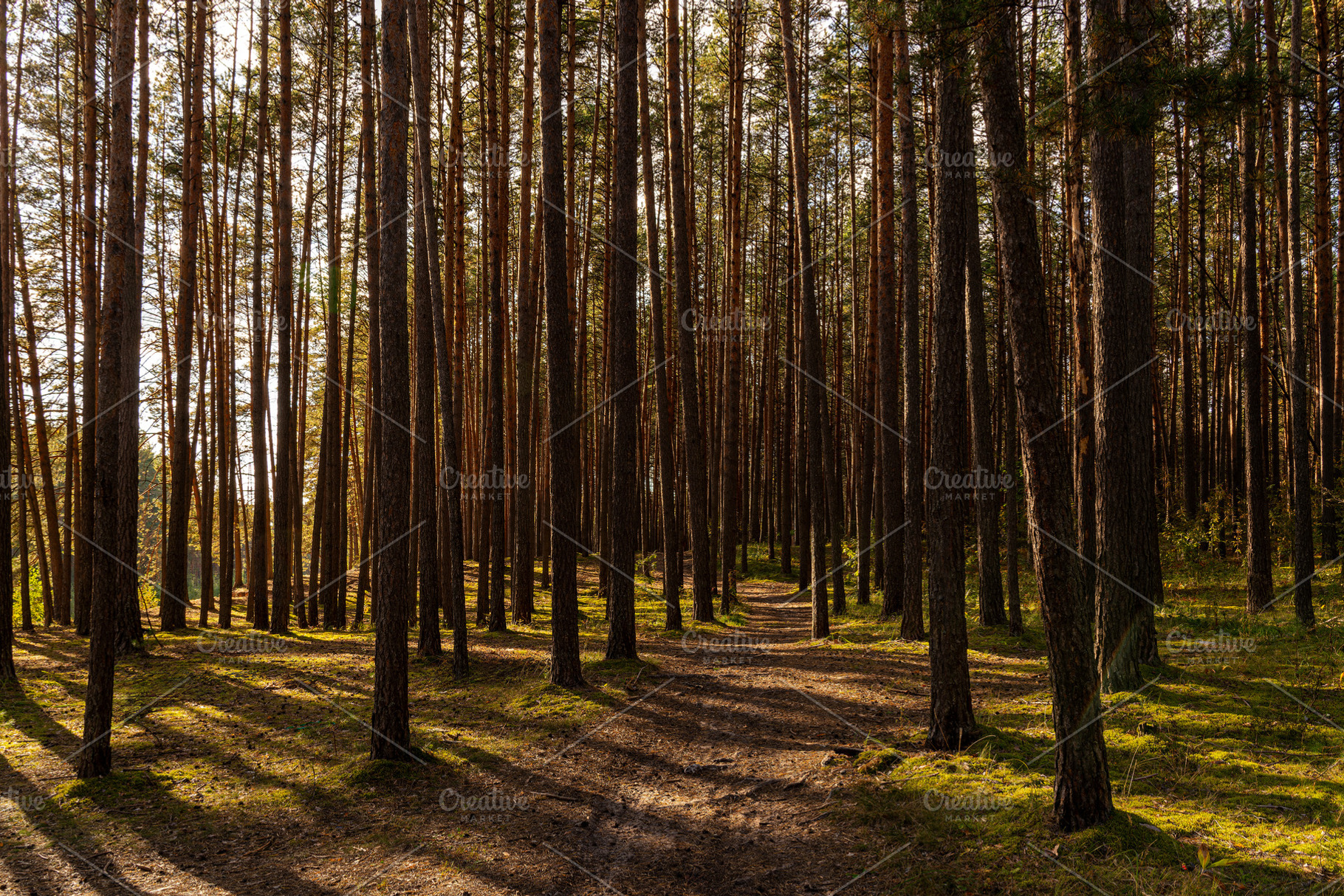 Green moss and grass on a ground in tall pine forest with hiking trail. An outd, a Nature Photo by Eugene_Photo