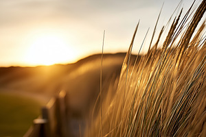 Golden wheat field glowing in warm, a Photo by MistyDay