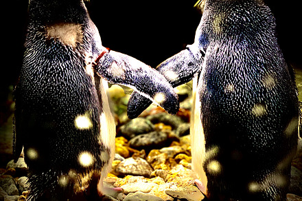 True Love, an Animal Photo by Cornett Studios