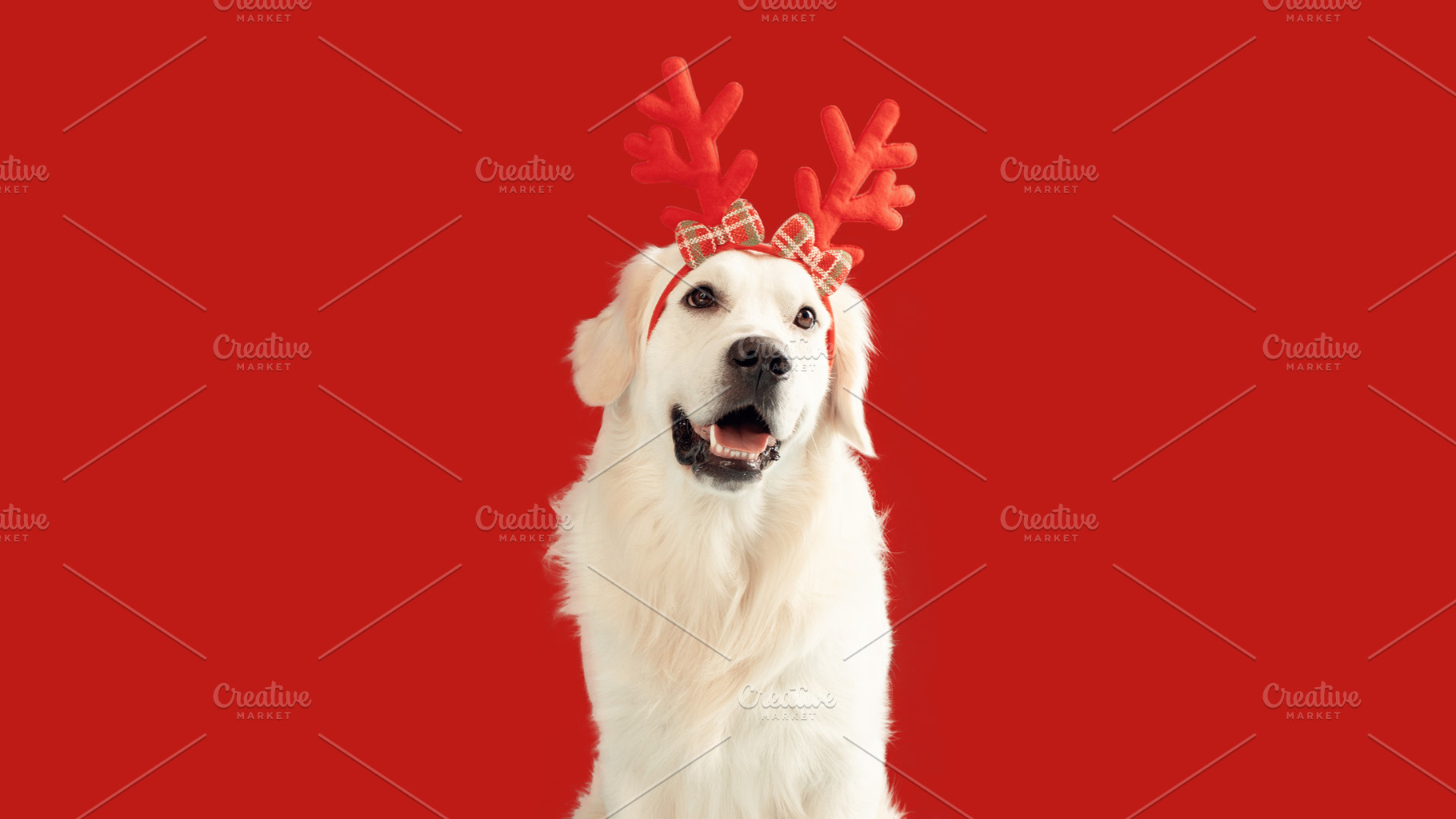 Dog Christmas banner. Funny golden retriever dog wearing xmas reindeer antlers,, a Photo by Prostock-Studio