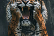 236 surprised animals, an Animal Photo by Handmadefont (Thumbnail 157 of 241)