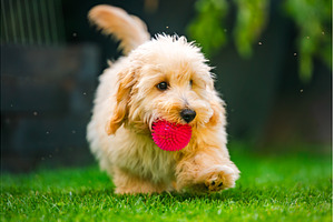 Adorable fluffy Maltipoo puppy, an Animal Photo by MadPhotos