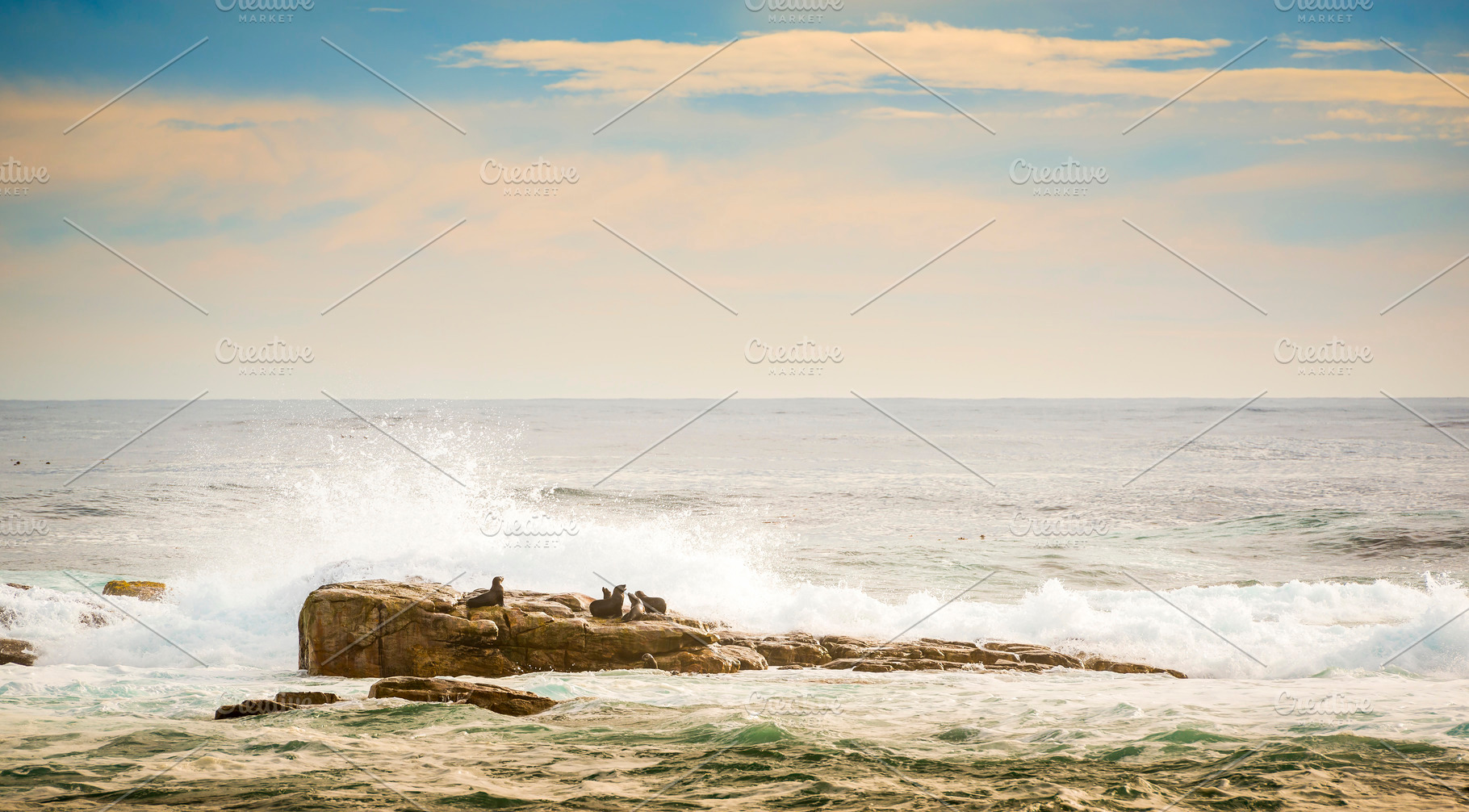Brown Fur Seals, an Animal Photo by THP Creative