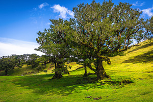Stunning old laurel trees, Madeira, a Nature Photo by Alpine Dreams