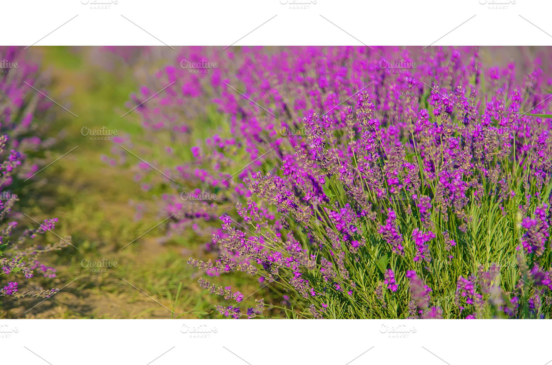 Blooming lavender in the garden, a Nature Photo by yanadjana
