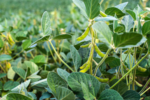 Edamame soybean plantation featuring edamame, soybeans, and fresh soybeans
