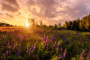 Purple lupine flower field at sunset. Concept vibrant summer lan, a Nature Photo by Eugene_Photo