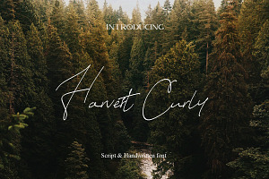 Harvest Curly