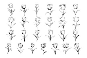 50 Tulips Procreate Stamps Brushes