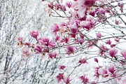 Magnolia tree blooming, a Nature Photo by Ana Dee Photography (Thumbnail 1 of 2)