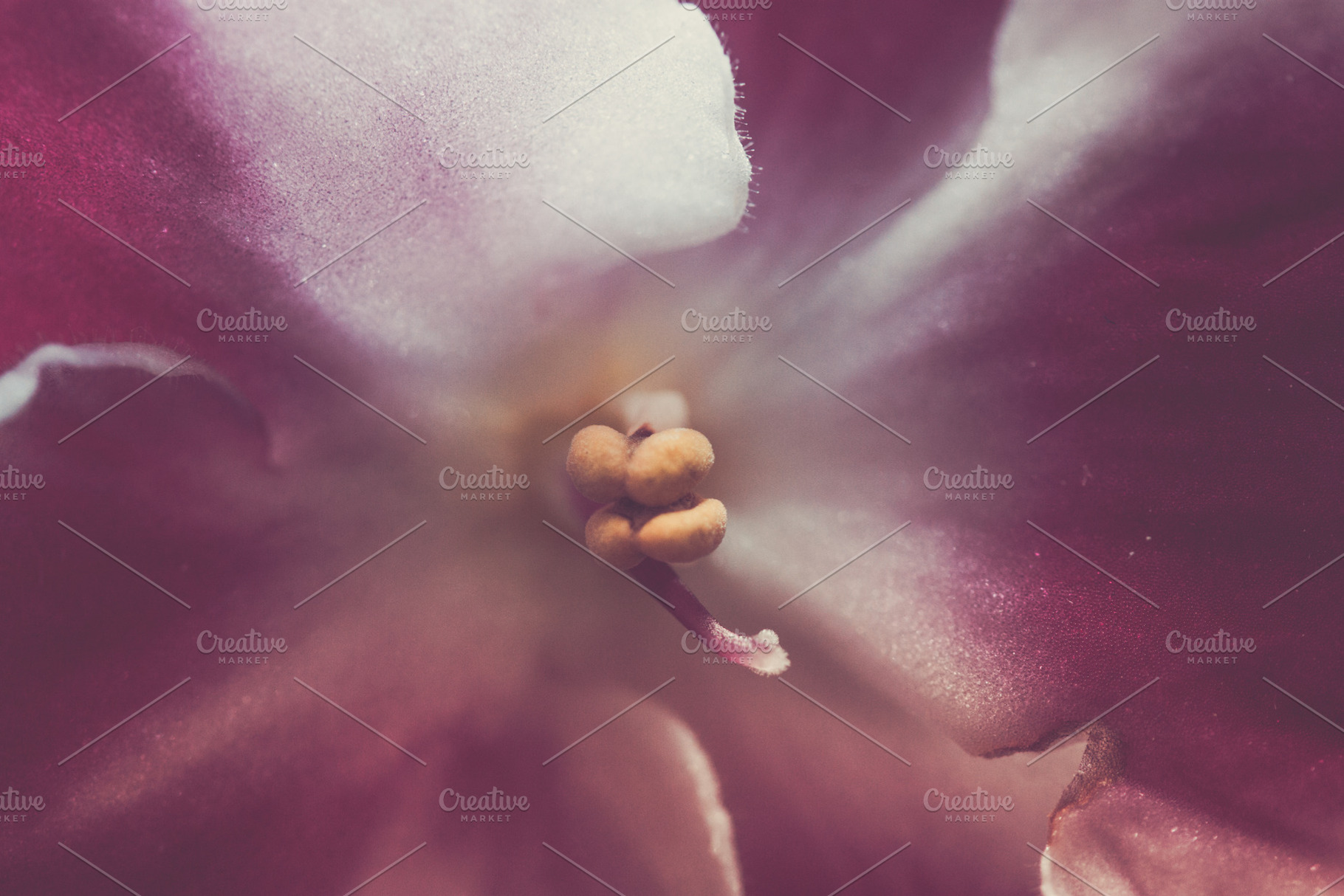 Background images african violets stock photo containing saintpaulias ...