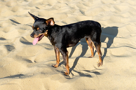 Black dog of the Russian Toy breed