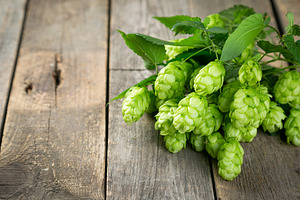 Branches of hops on wood background featuring hop, green, and background