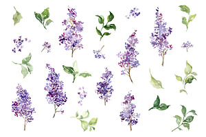 Watercolor Lilacs Violet Flowers