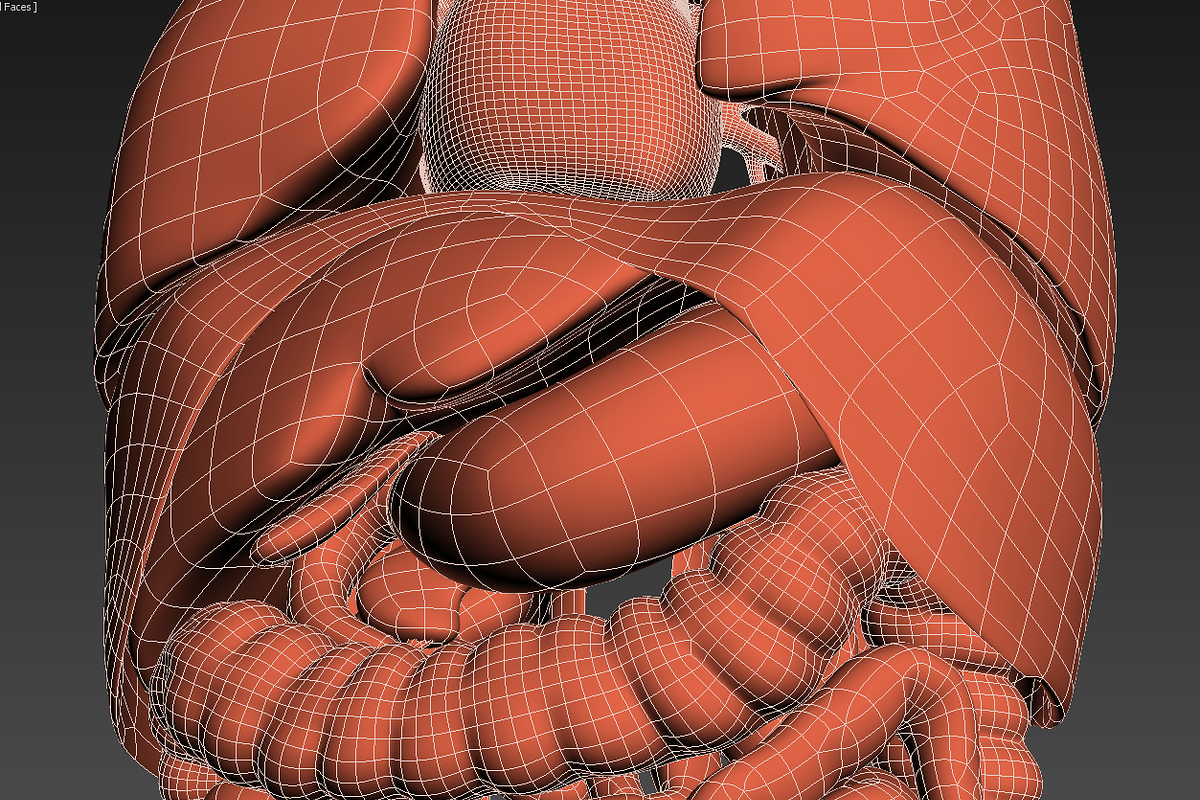Human internal organs, a Characters & Person 3D Model by konstantin.ermolaev (Photo 40 of 46)