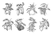 Fresh & citrus, a Food Illustration by handsketched (Thumbnail 8 of 11)