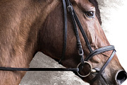 Portrait of a Horse II, an Animal Illustration by Digital Art Downloads (Thumbnail 4 of 4)