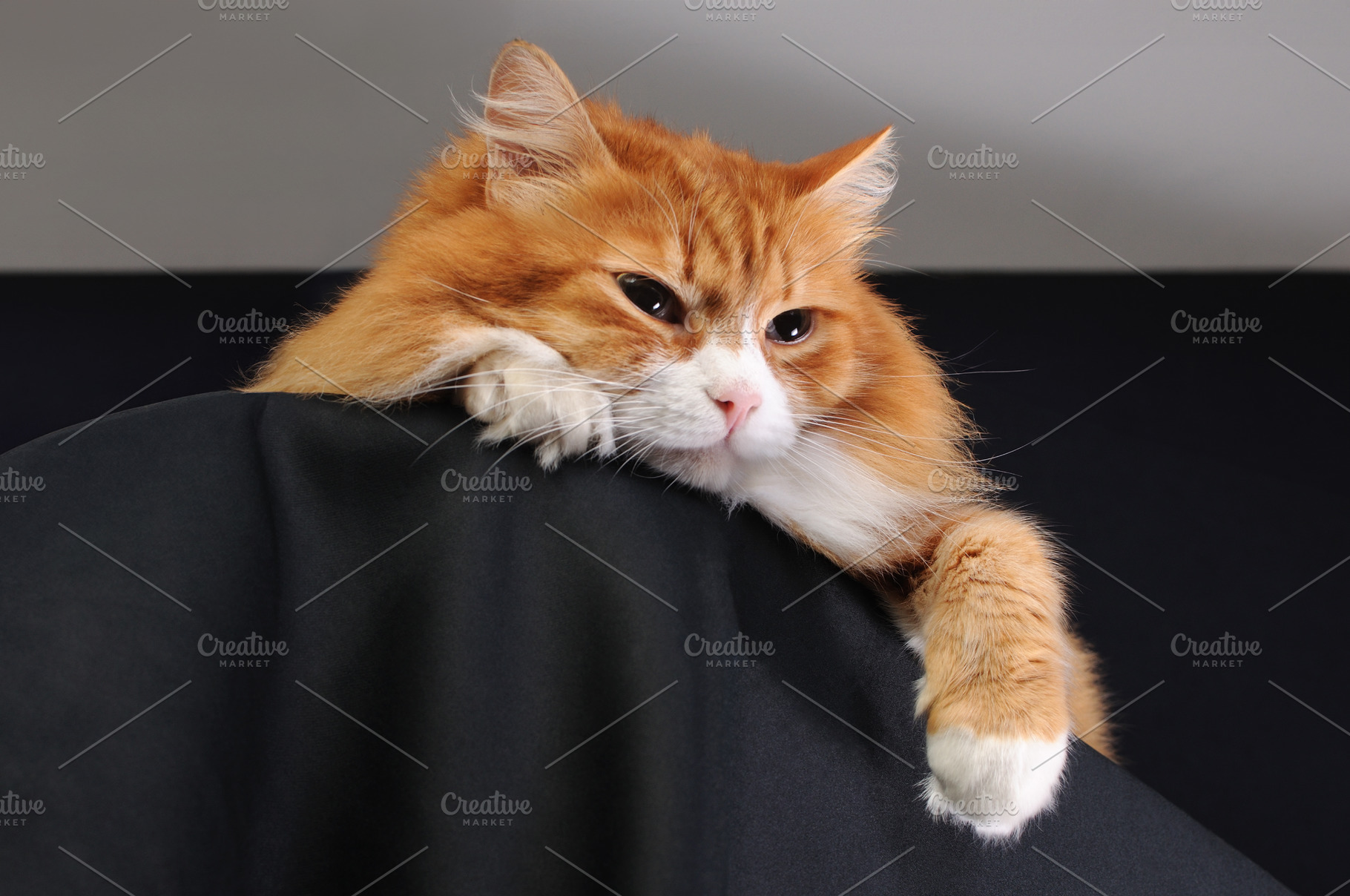 A ginger cat lies on a pedestal, an Animal Photo by Apolonia