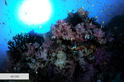 Underwater Photography Presets, a Plug-in Add-On by FixThePhoto (Thumbnail 20 of 32)