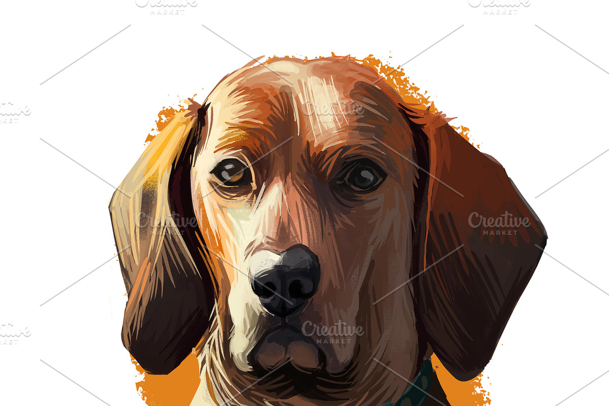 55 Dog Breeds Popular in USA, an Animal Illustration by Dneprstock (Photo 13 of 14)