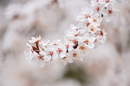 Branch of a cherry tree with cherry blossoms in spring