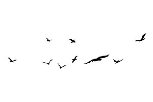 A Flock of Silhouetted Birds, an Animal Illustration by Things for designers
