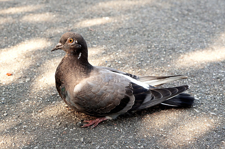 Solo Seagull preview 4
