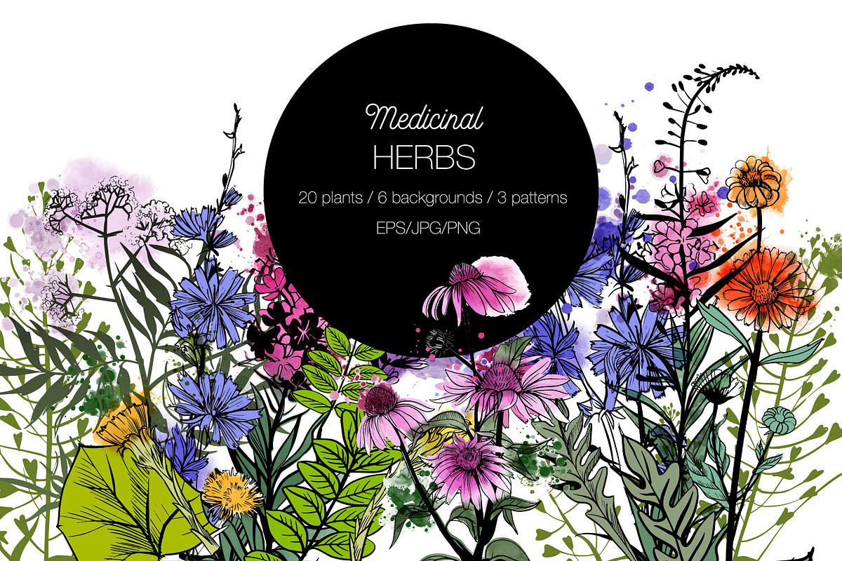 Watercolor medicinal herbs, an Illustration by Tatiana Davidova (Photo 1 of 5)