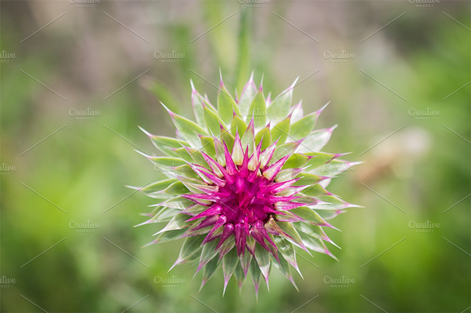 Wildflower Stock Photograph