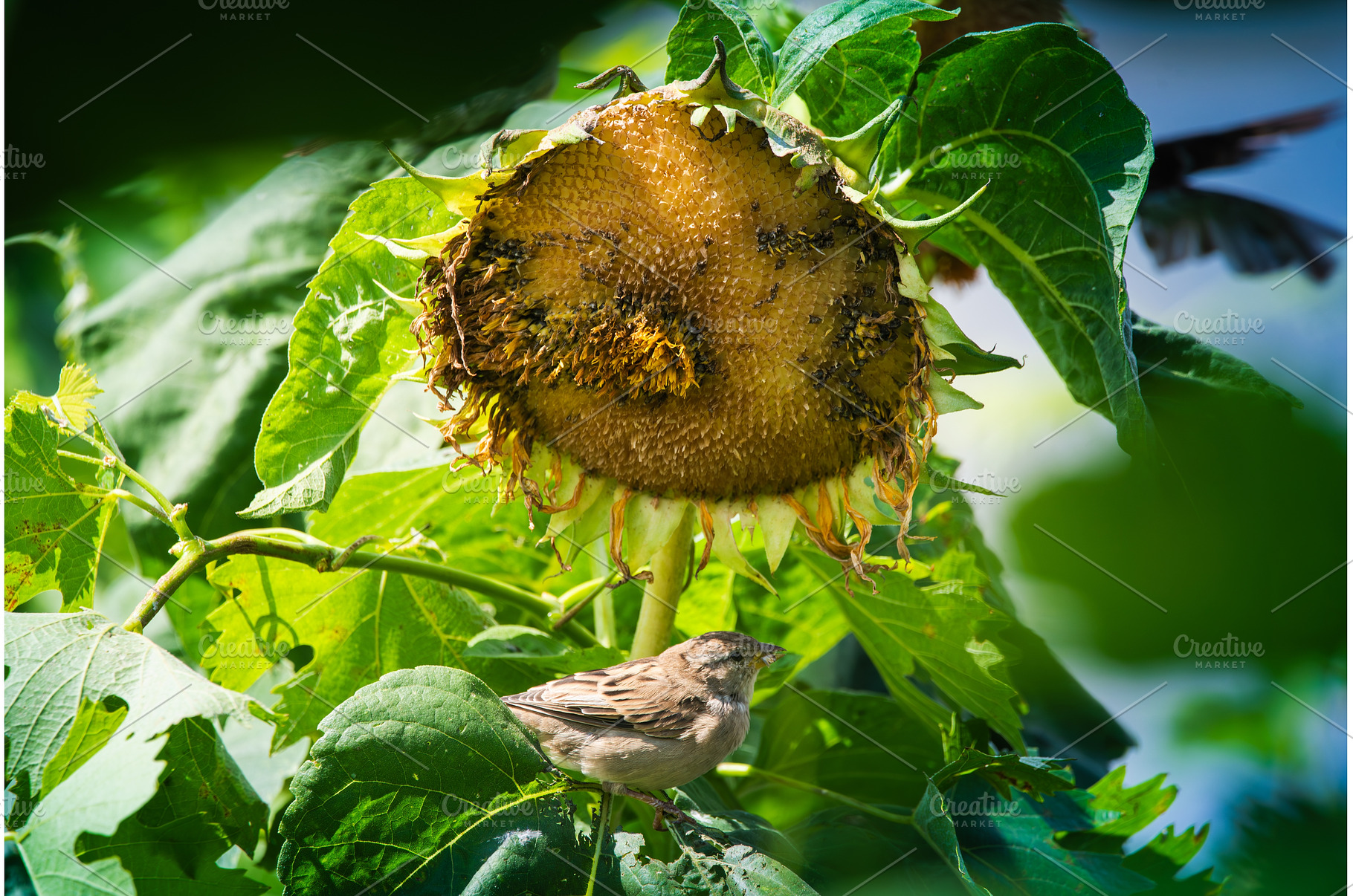 Sparrow on Dried Sunflower, Summer, an Animal Photo by MadPhotos