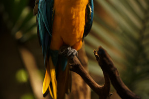 Blue-and-yellow macaw on a branch in, an Animal Photo by Perpis