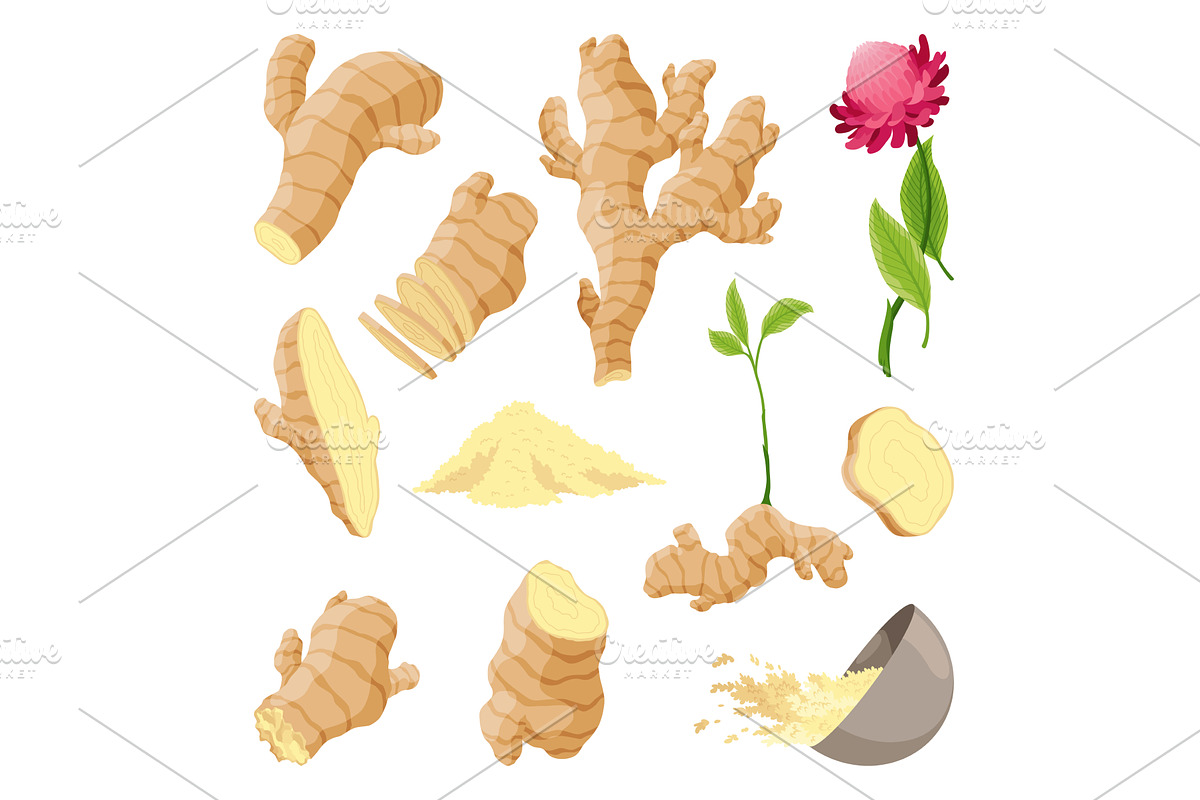 Ginger root set. Aromatic herbal, a Food Illustration by the8monkey