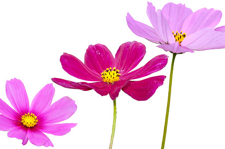 Flowers Close Up Background preview 6