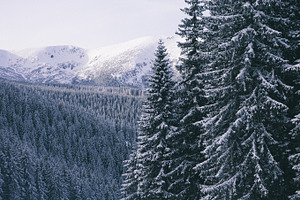 Some trees