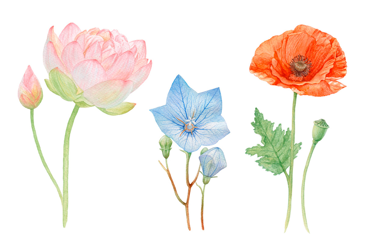 20%OFF! Watercolor Romantic Flowers, an Illustration by Katya Zlobina (Photo 3 of 6)