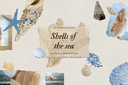 Shells of the sea, a Nature Photo by studiottander (Thumbnail 1 of 5)
