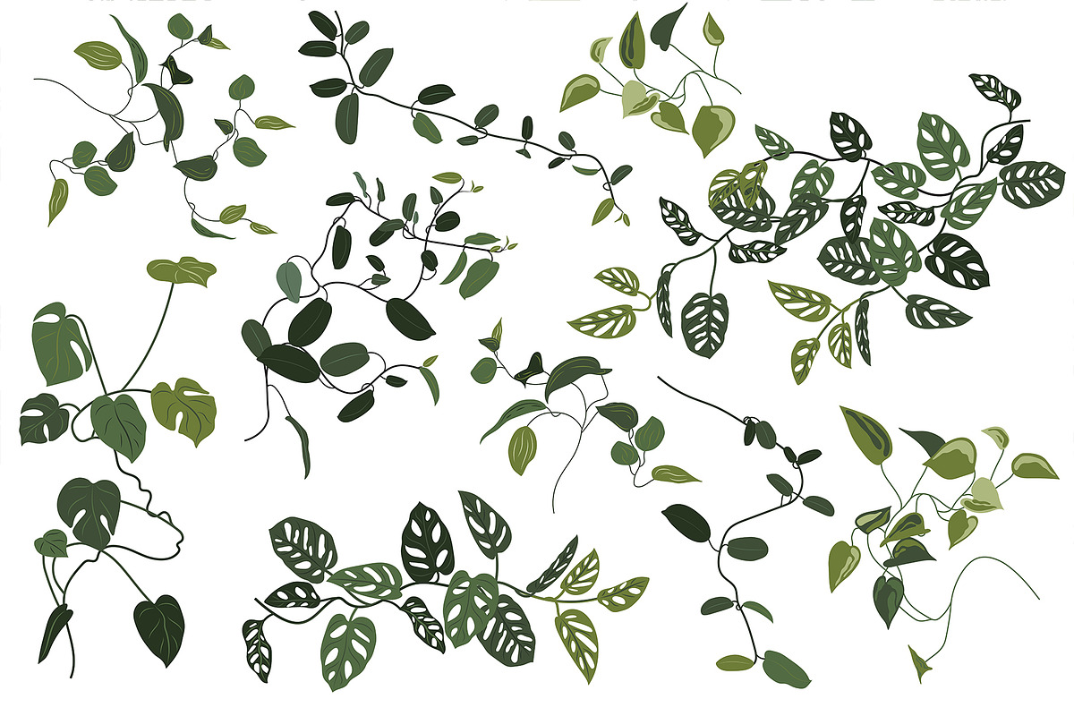 Tropical greenery., a Decorative Illustration by Ligrenok Art (Photo 2 of 7)