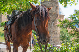 Saddled brown horse under green tree near ancient Ananuri fortre, a Photo by Pictures for you!!!!!!!!!