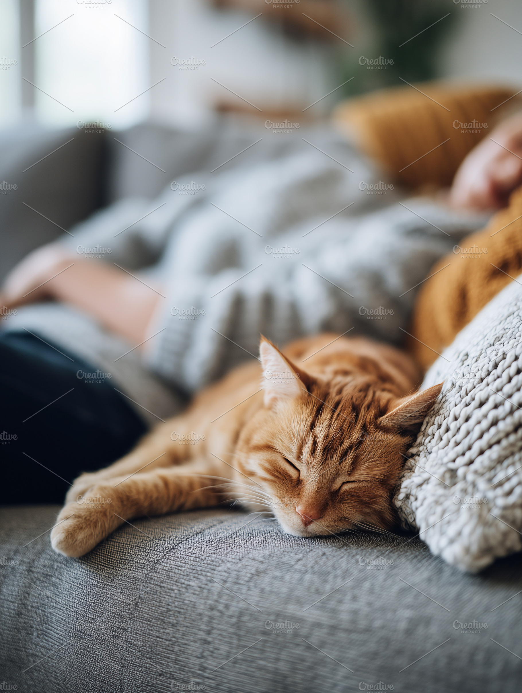 Cozy ginger cat sleeping peacefully, an Animal Photo by MistyDay