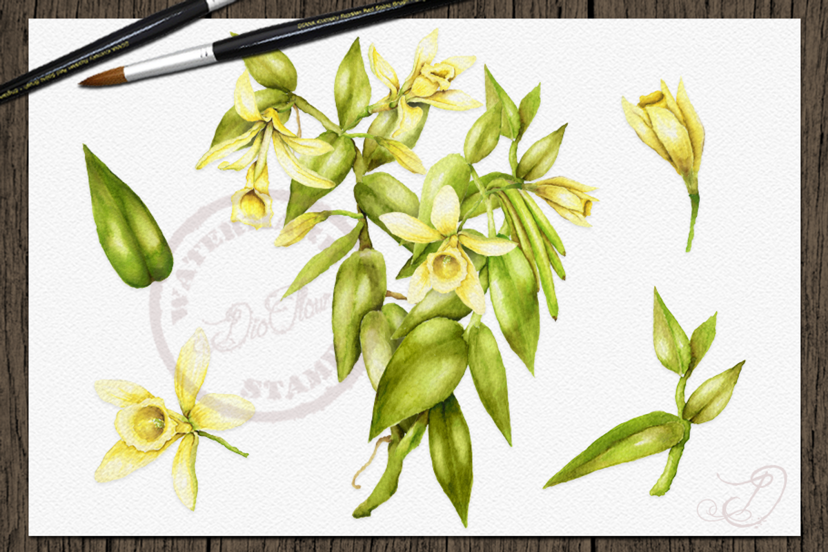 Tropical Big Pack Watercolor Clip, a Decorative Illustration by DioFlow (Photo 9 of 26)