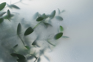 Soft green leaves behind frosted gla