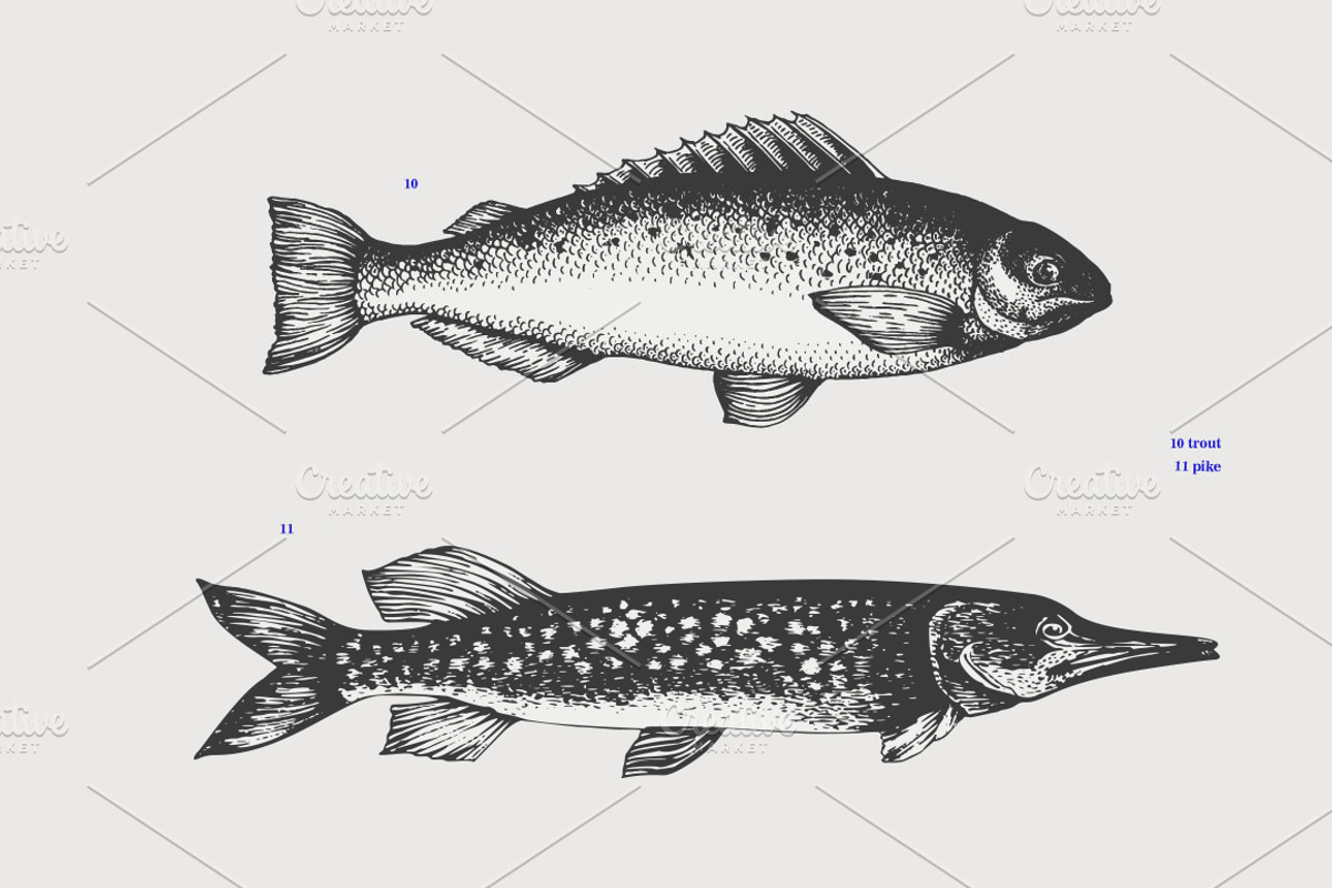 Fish Vector Collection, an Animal Illustration by Lubov Illustrations Shop (Photo 4 of 6)